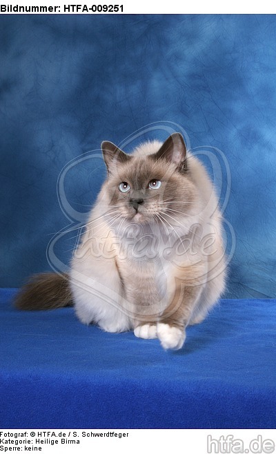 sitzende Heilige Birma / sitting Sacred Birman / HTFA-009251