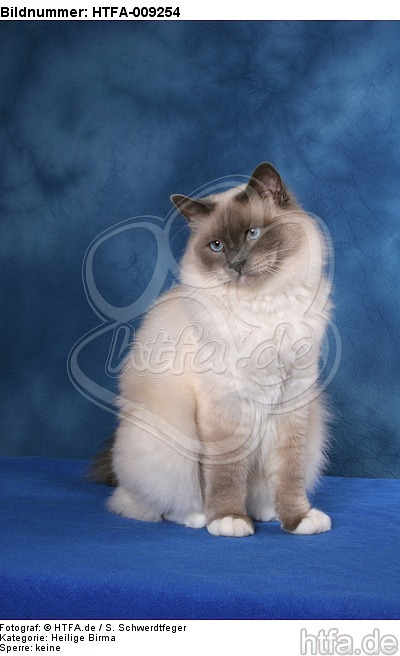 sitzende Heilige Birma / sitting Sacred Birman / HTFA-009254