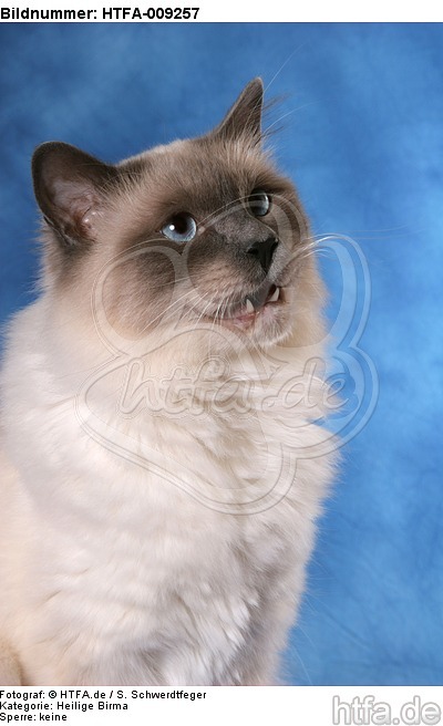 Heilige Birma Portrait / Sacred Birman portrait / HTFA-009257