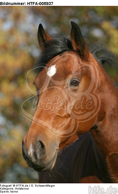 Holsteiner / holsteiner horse / HTFA-005937