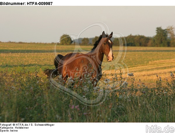 galoppierender Holsteiner / galloping Holsteiner / HTFA-009987
