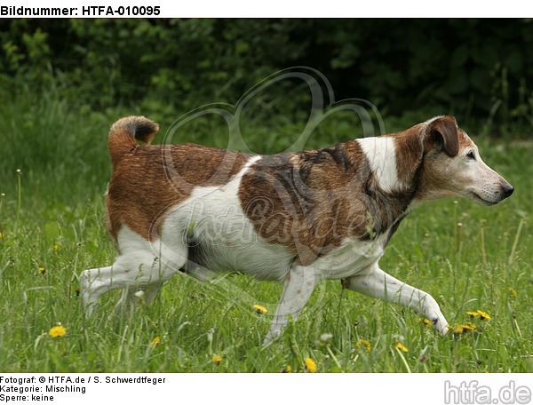 laufender Mischling / walking mongrel / HTFA-010095