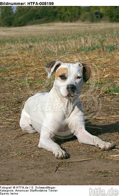 liegender American Staffordshire Terrier / lying american staffordshire terrier / HTFA-008199