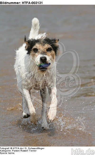 Parson Russell Terrier / HTFA-003131