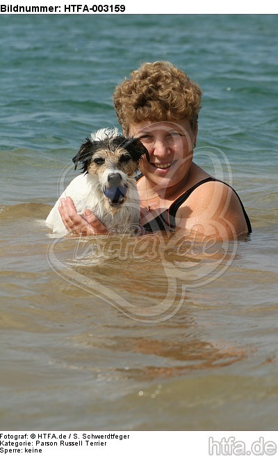 Parson Russell Terrier / HTFA-003159