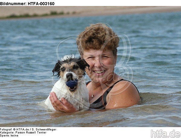 Parson Russell Terrier / HTFA-003160