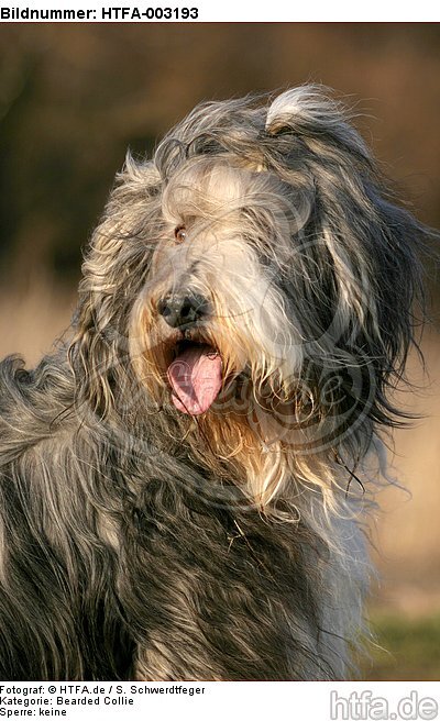 Bearded Collie / HTFA-003193