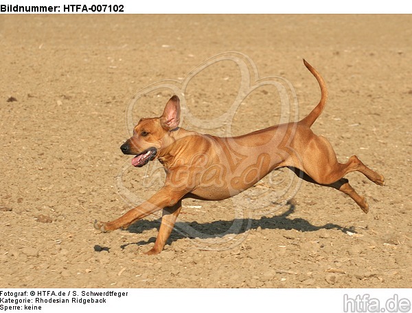 Rhodesian Ridgeback / HTFA-007102