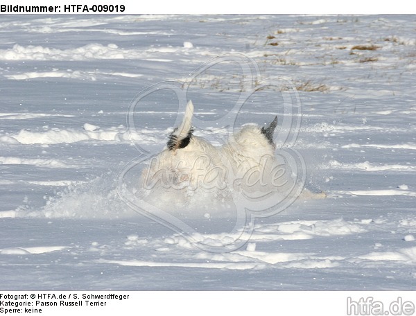 Parson Russell Terrier rennt durch den Schnee / prt running through snow / HTFA-009019