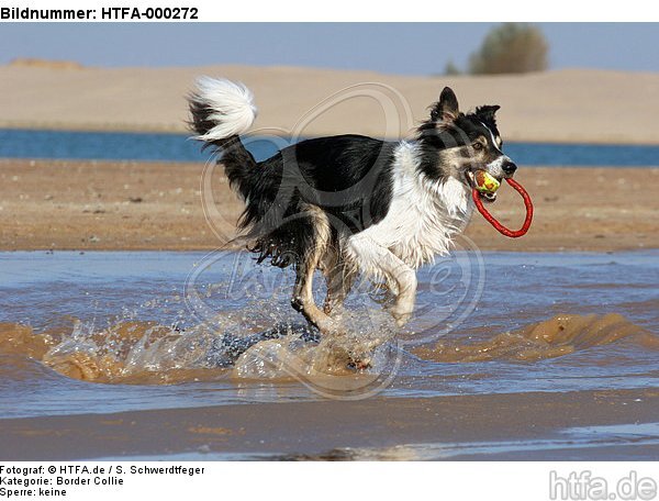 spielender Border Collie am Strand / playing Border Collie at beach / HTFA-000272