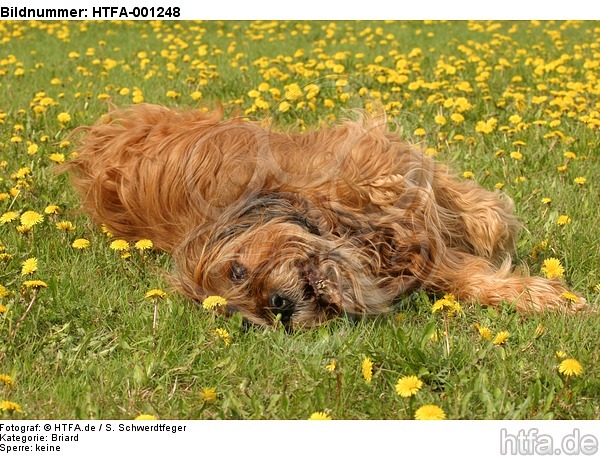 Briard / berger de brie / HTFA-001248