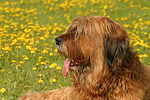 Briard / berger de brie