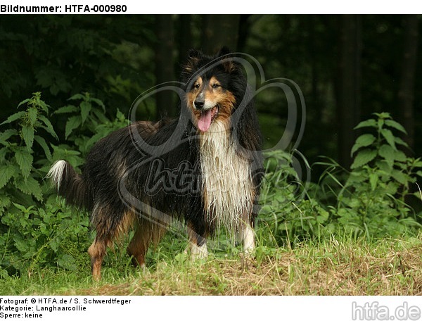 stehender Langhaarcollie / standing longhaired collie / HTFA-000980