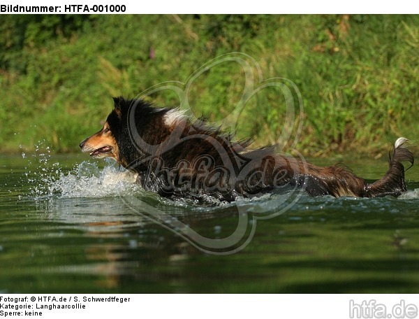 badender Langhaarcollie / bathing longhaired collie / HTFA-001000