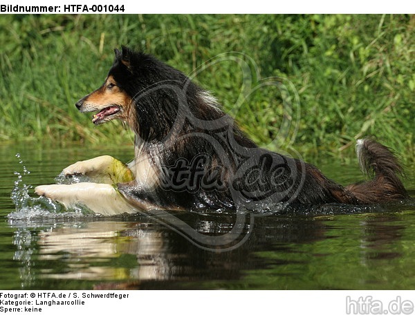 badender Langhaarcollie / bathing longhaired collie / HTFA-001044