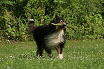 spielender Langhaarcollie / playing longhaired collie