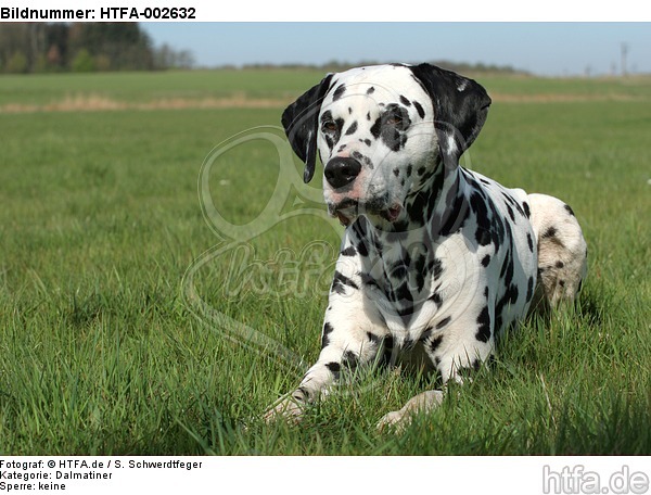 Dalmatiner / dalmatian / HTFA-002632