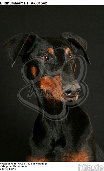 Dobermann / doberman pinscher / HTFA-001542