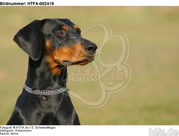 Dobermann / doberman pinscher / HTFA-002419