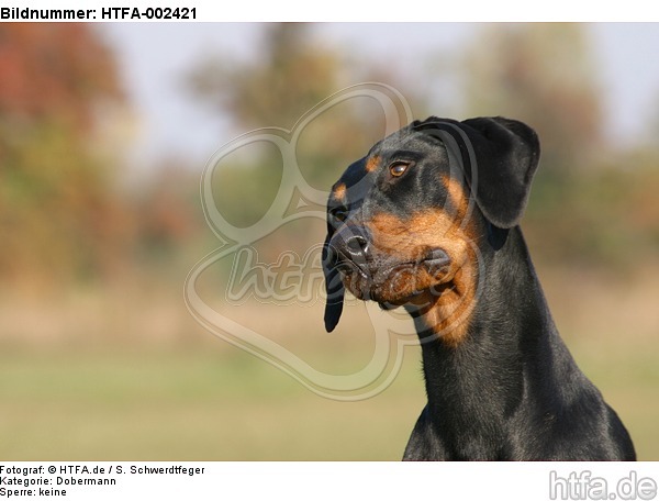 Dobermann / doberman pinscher / HTFA-002421