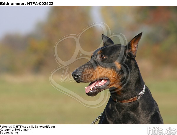 Dobermann / doberman pinscher / HTFA-002422