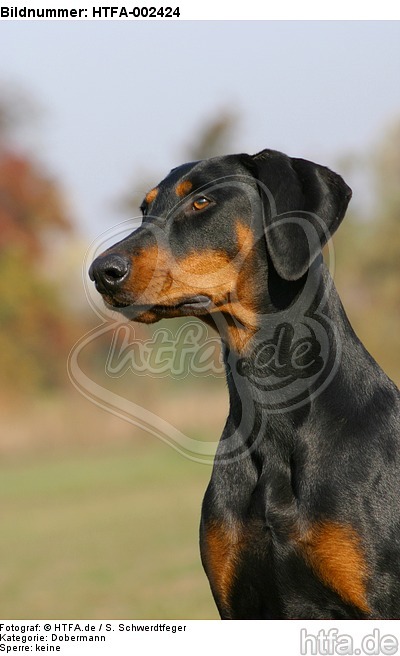 Dobermann / doberman pinscher / HTFA-002424