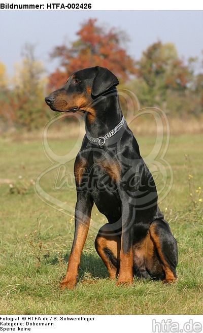 Dobermann / doberman pinscher / HTFA-002426