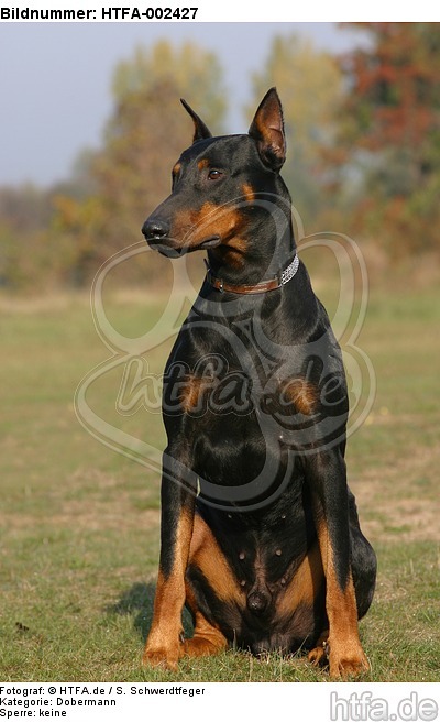 Dobermann / doberman pinscher / HTFA-002427