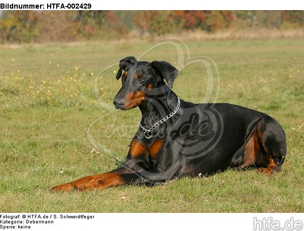 Dobermann / doberman pinscher / HTFA-002429