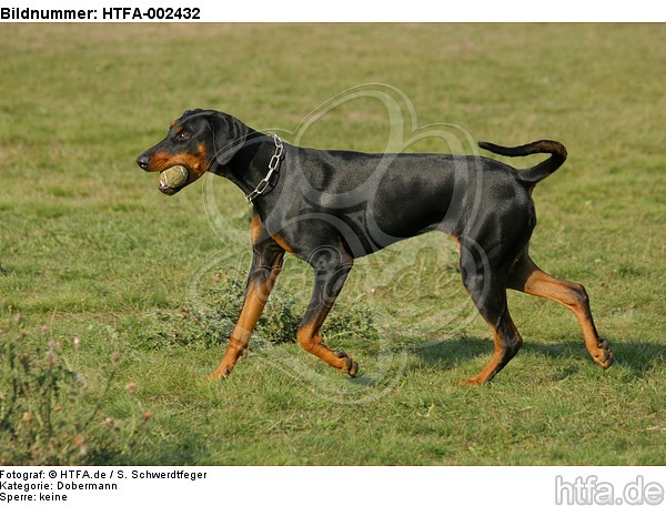 Dobermann / doberman pinscher / HTFA-002432