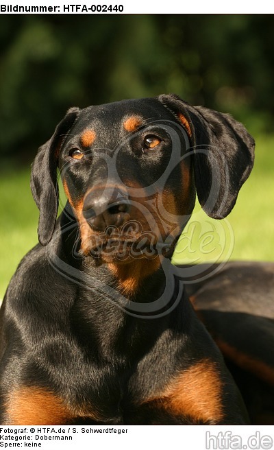 Dobermann / doberman pinscher / HTFA-002440