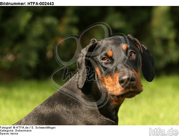 Dobermann / doberman pinscher / HTFA-002443