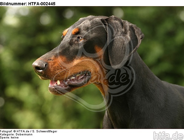 Dobermann / doberman pinscher / HTFA-002445