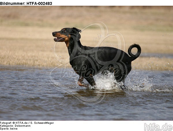 Dobermann / doberman pinscher / HTFA-002483