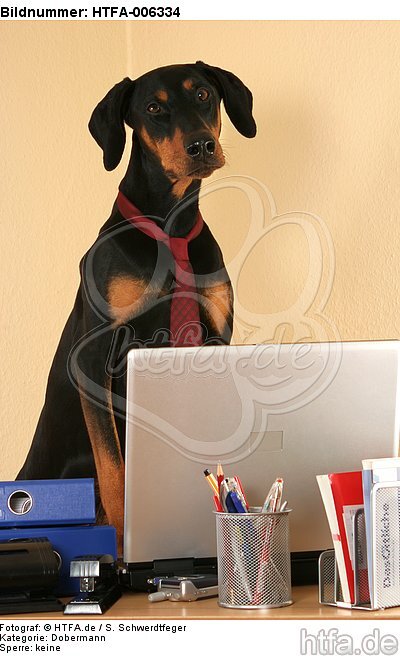 Dobermann / doberman pinscher / HTFA-006334