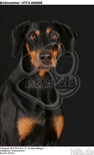 Dobermann Portrait / Doberman Pinscher Portrait / HTFA-009696