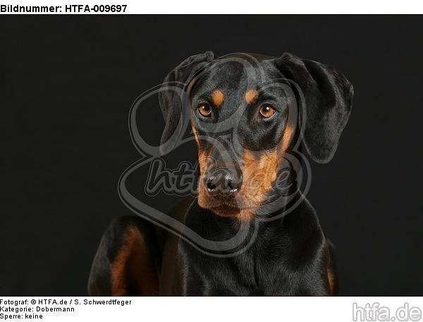 Dobermann Portrait / Doberman Pinscher Portrait / HTFA-009697