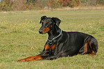 Dobermann / doberman pinscher