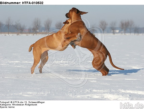 spielende Rhodesian Ridgebacks / playing Rhodesian Ridgebacks / HTFA-010532