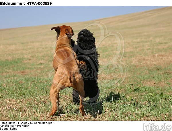 Havaneser und Rhodesian Ridgeback / Havaneser and Rhodesian Ridgeback / HTFA-003589