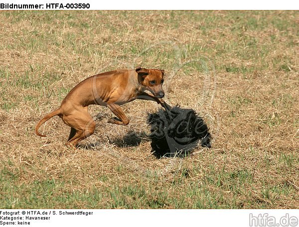 Havaneser und Rhodesian Ridgeback / Havaneser and Rhodesian Ridgeback / HTFA-003590