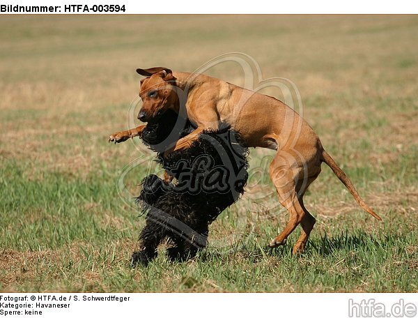 Havaneser und Rhodesian Ridgeback / Havaneser and Rhodesian Ridgeback / HTFA-003594