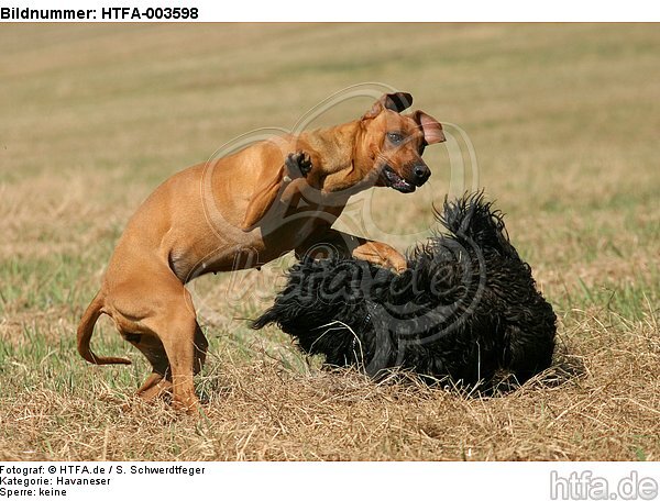 Havaneser und Rhodesian Ridgeback / Havaneser and Rhodesian Ridgeback / HTFA-003598