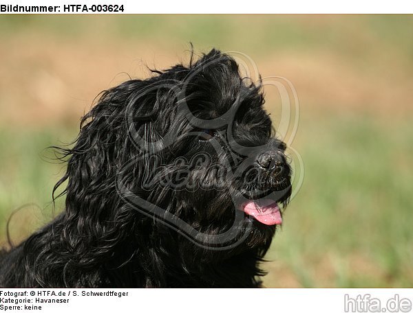 Havaneser / Havanese / HTFA-003624