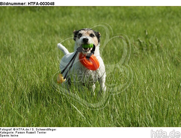 Parson Russell Terrier / HTFA-003048