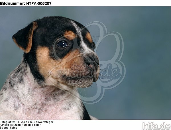 Jack Russell Terrier Welpe / jack russell terrier puppy / HTFA-005207