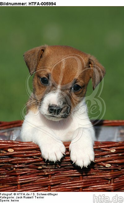 Jack Russell Terrier Welpe / jack russell terrier puppy / HTFA-005994