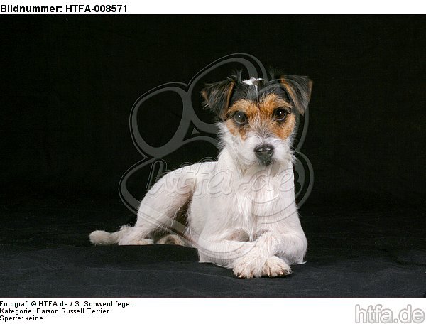 liegender Parson Russell Terrier / lying prt / HTFA-008571