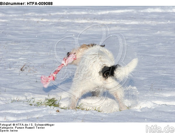 Parson Russell Terrier spielt im Schnee / PRT playing in snow / HTFA-009088