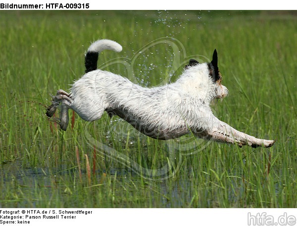 springender Parson Russell Terrier / jumping PRT / HTFA-009315